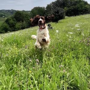 Carefully planned litter – English Springer Spaniel  “Of Mery Hill