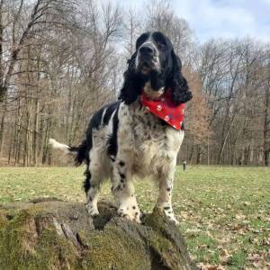 Carefully planned litter – English Springer Spaniel  “Of Mery Hill