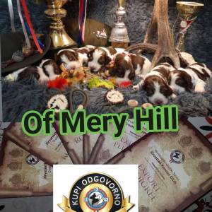 Carefully planned litter – English Springer Spaniel  “Of Mery Hill