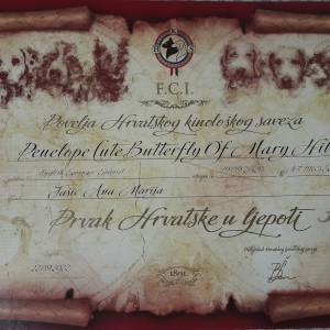 Carefully planned litter – English Springer Spaniel  “Of Mery Hill