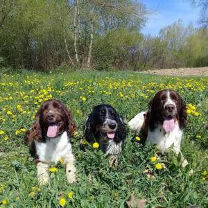 Carefully planned litter – English Springer Spaniel  “Of Mery Hill