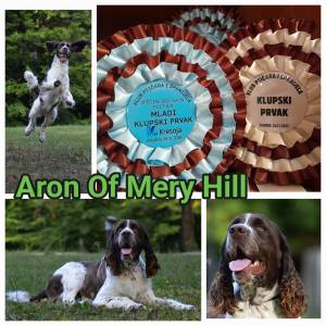 Carefully planned litter – English Springer Spaniel  “Of Mery Hill