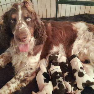 Carefully planned litter – English Springer Spaniel  “Of Mery Hill