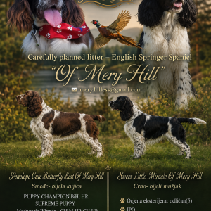Carefully planned litter – English Springer Spaniel  “Of Mery Hill