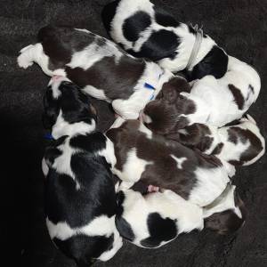 Carefully planned litter – English Springer Spaniel  “Of Mery Hill