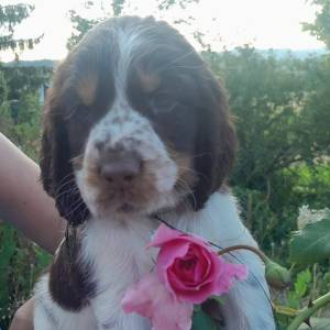  Carefully planned litter – English Springer Spaniel  “Of Mery Hill