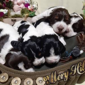  Carefully planned litter – English Springer Spaniel  “Of Mery Hill