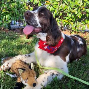  Carefully planned litter – English Springer Spaniel  “Of Mery Hill