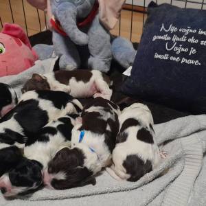 Carefully planned litter – English Springer Spaniel  “Of Mery Hill