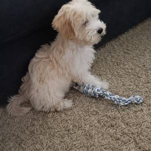 Maltipoo muško štene 3 mj.