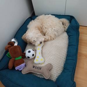 Maltipoo muško štene 3 mj.