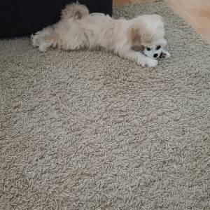 Maltipoo muško štene 3 mj.