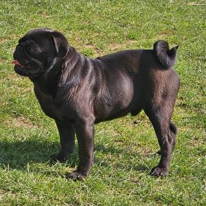 Mops štenci
