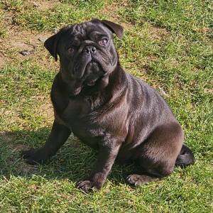 Mops štenci