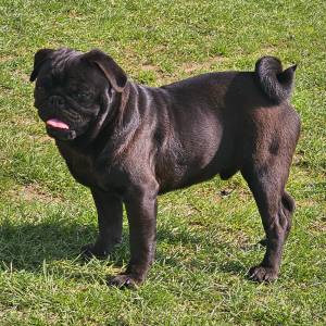 Mops štenci