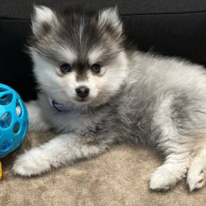 Pomsky štenci spremni