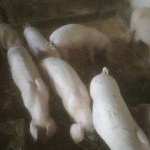 Prasci 2 legla 9+12 bjelovar okolica