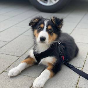 Prekrasni štenci border collieja