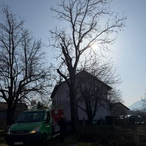 Rušenje drveća auto košarom-granu po granu