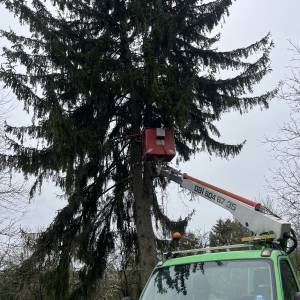 Rušenje drveća auto košarom-granu po granu