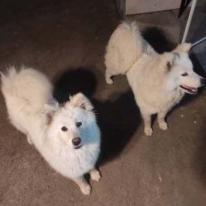 Samojed