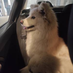 Samojed