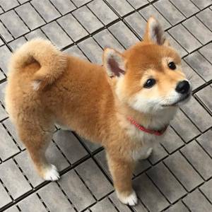 Štenci Akita Inu