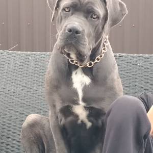 Štenci Cane Corso