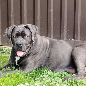 Štenci Cane Corso