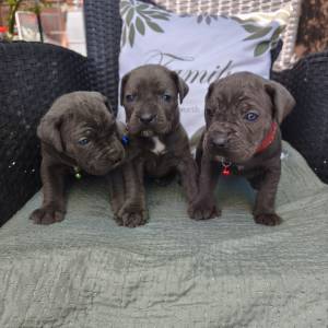 Štenci Cane Corso