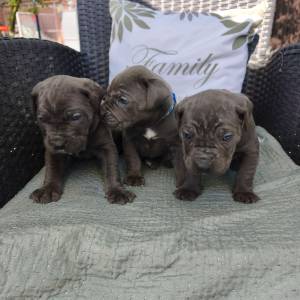 Štenci Cane Corso