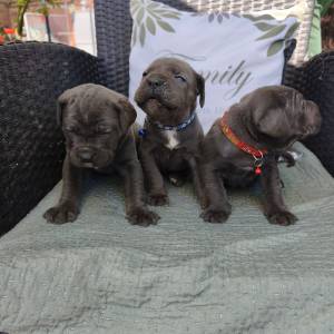 Štenci Cane Corso