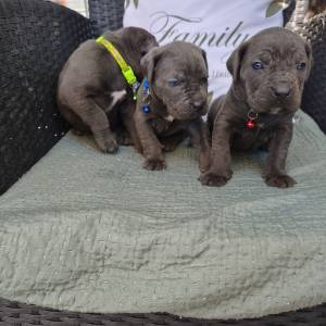 Štenci Cane Corso