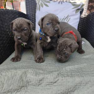 Štenci Cane Corso