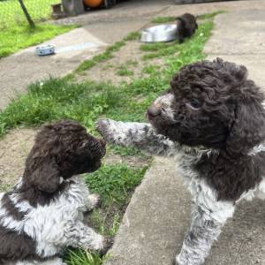 Štenići- Lagotto Romagnolo