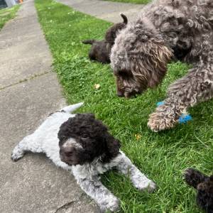 Štenići- Lagotto Romagnolo
