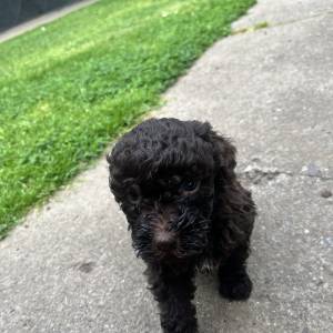 Štenići- Lagotto Romagnolo