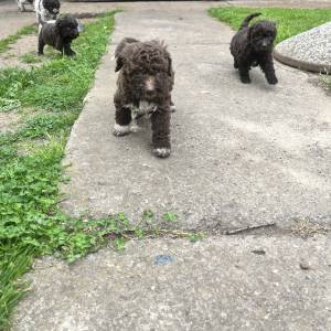 Štenići- Lagotto Romagnolo