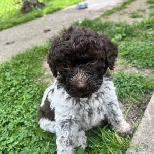 Štenići- Lagotto Romagnolo