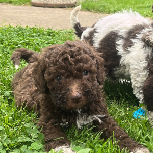 Štenići- Lagotto Romagnolo