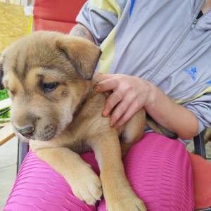 U dobre ruke! Mješanka Husky sa njemačkim ovčarom