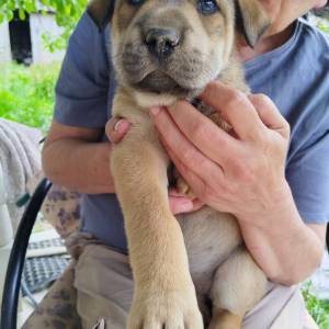 U dobre ruke! Mješanka Husky sa njemačkim ovčarom