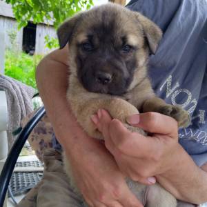 U dobre ruke! Mješanka Husky sa njemačkim ovčarom
