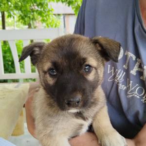 U dobre ruke! Mješanka Husky sa njemačkim ovčarom
