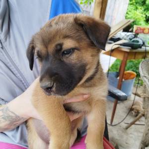 U dobre ruke! Mješanka Husky sa njemačkim ovčarom