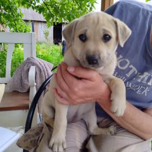 U dobre ruke! Mješanka Husky sa njemačkim ovčarom