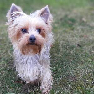 Yorkshire terrier-čistokrvna odrasla ženka