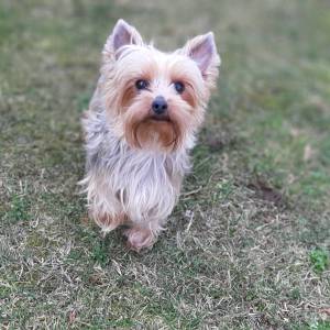 Yorkshire terrier-čistokrvna odrasla ženka