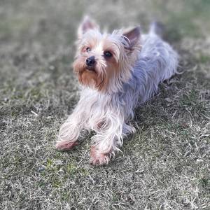 Yorkshire terrier-čistokrvna odrasla ženka