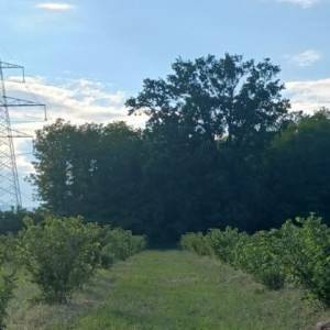 Zagreb - Sesvete - Glavničica 8.200m2 nasad lješnjaka i oranica